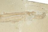 11.1" Cretaceous Shark Fossil - Hjoula, Lebanon - #200690-2